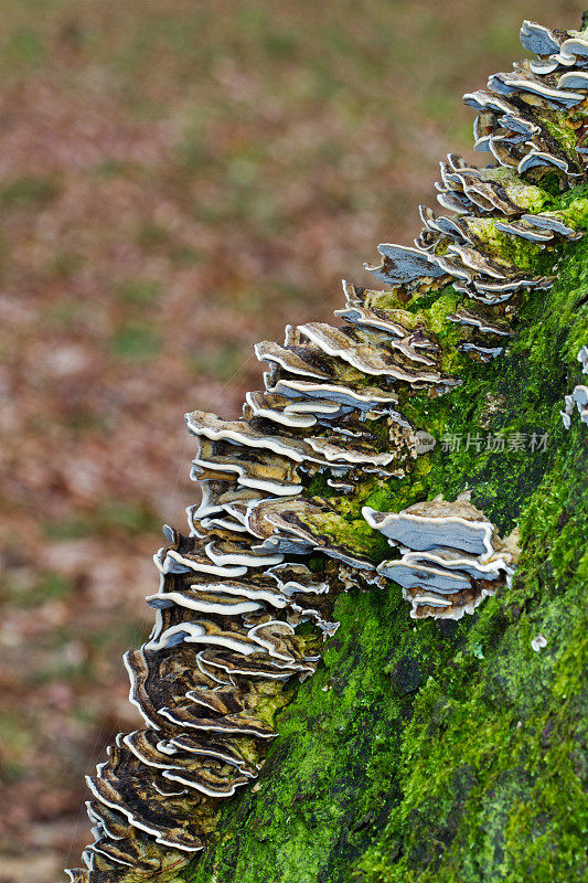 树皮上的支架真菌和苔藓