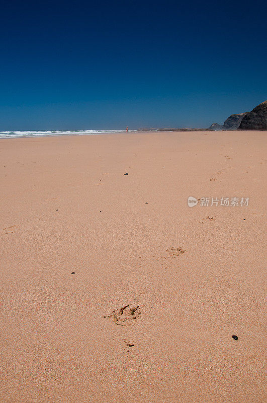 狗的爪子在沙滩上留下足迹