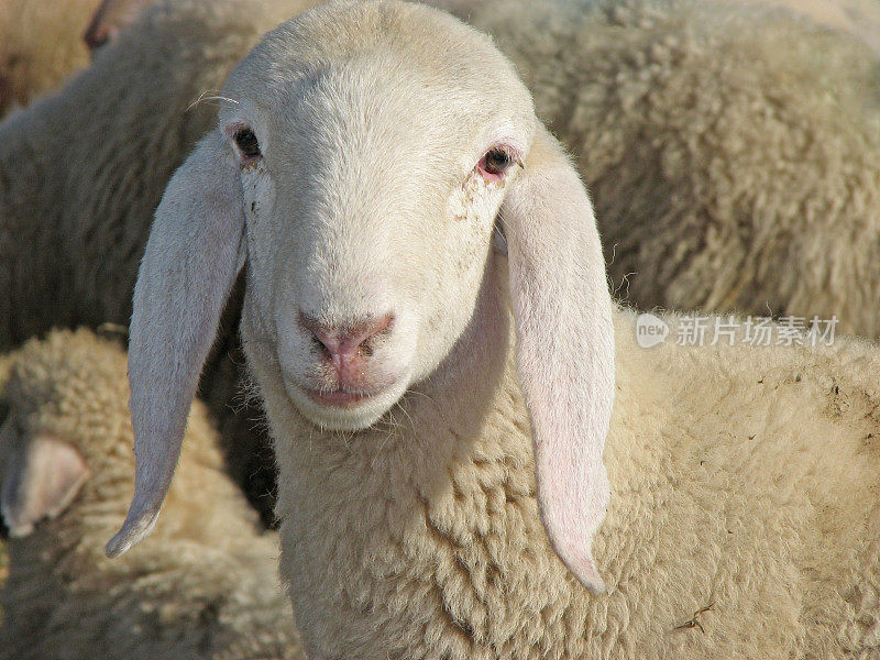 羊群中一只羔羊的肖像