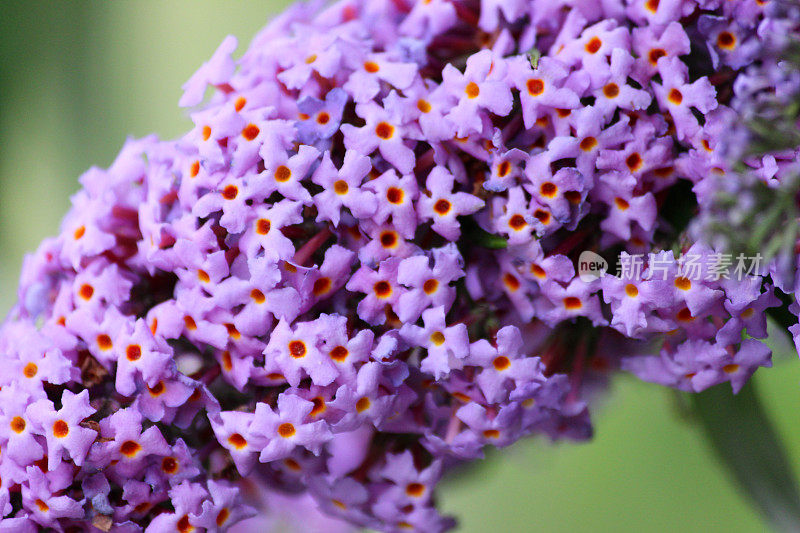 野生紫佛花(佛)的形象，蝴蝶丛