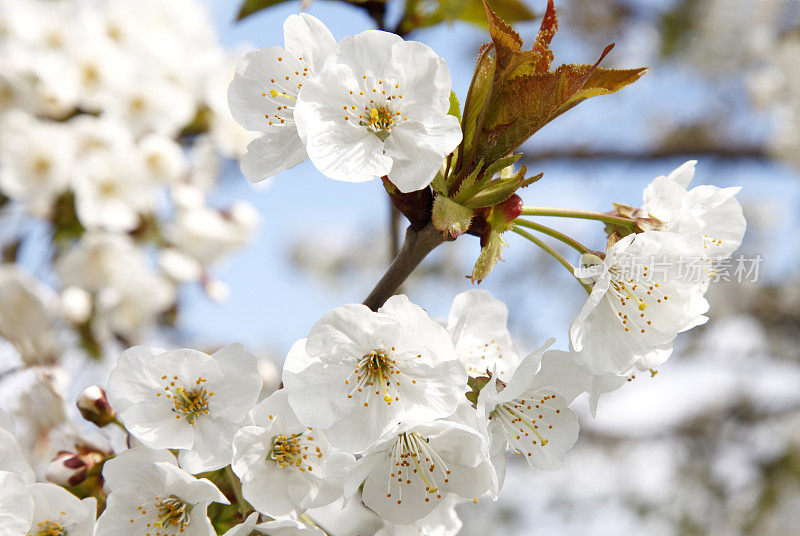 樱花树枝