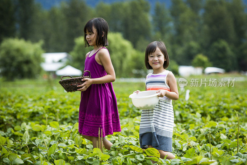 女孩们在农场里摘草莓。