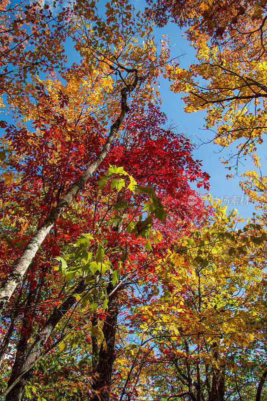 色彩斑斓的秋树在大自然中