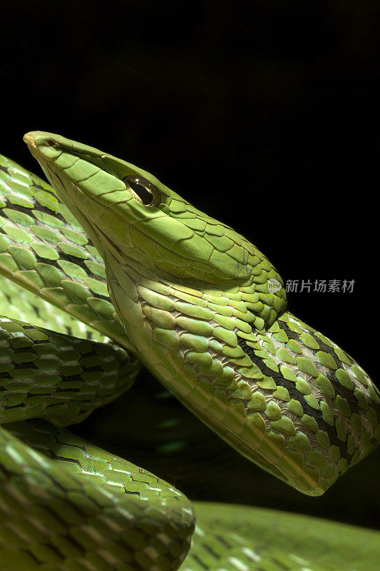 亚洲的葡萄树蛇