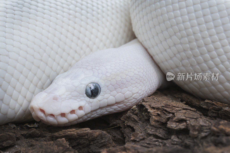 白色球蟒蛇