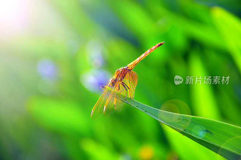 蜻蜓在水生植物