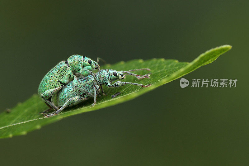 叶子上的绿色虎斑草