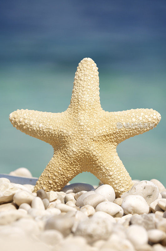 完美的海星站在白色卵石希腊海滩