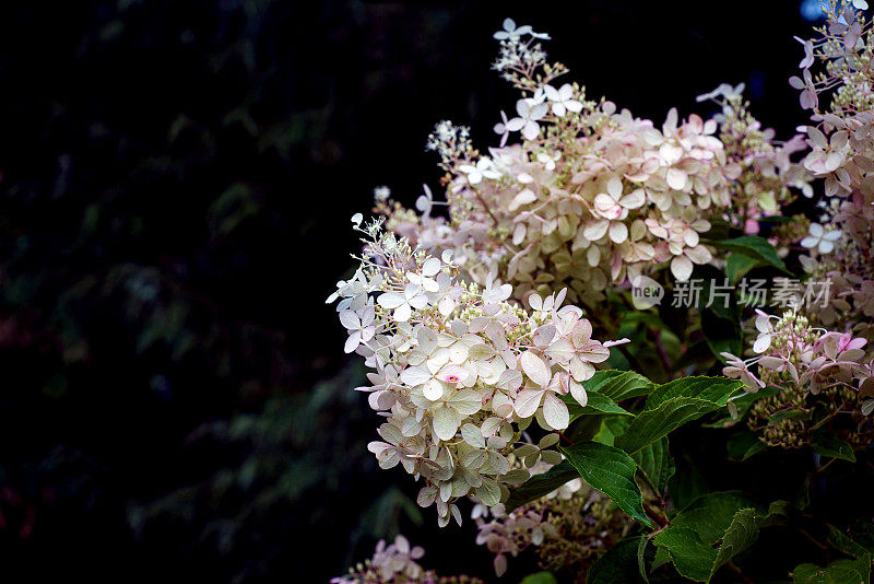 白色绣球花花