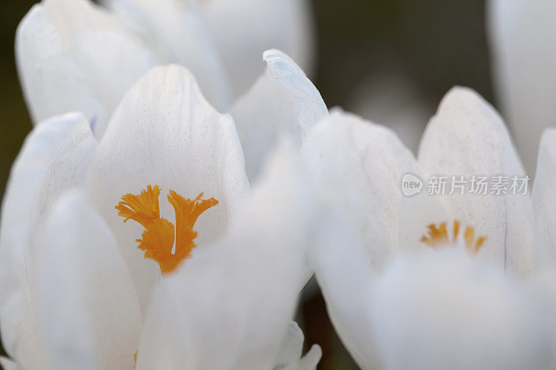 白色春番红花(品种)在特写