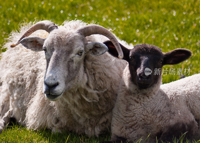 黑脸绵羊和小羊羔在休息