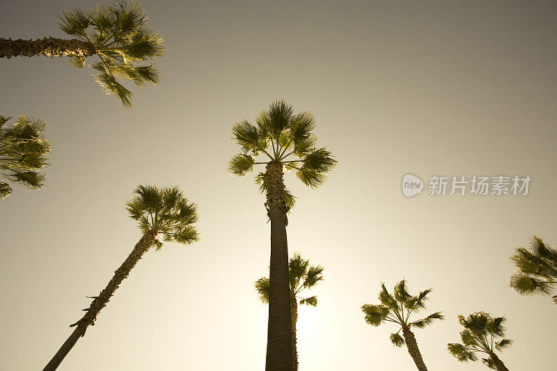 洛杉矶比弗利山的高大棕榈树