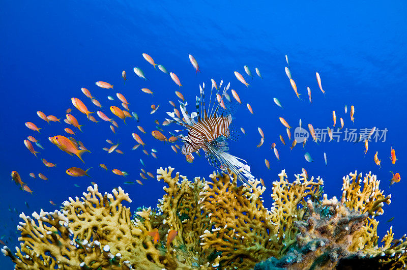 狮子鱼和火珊瑚