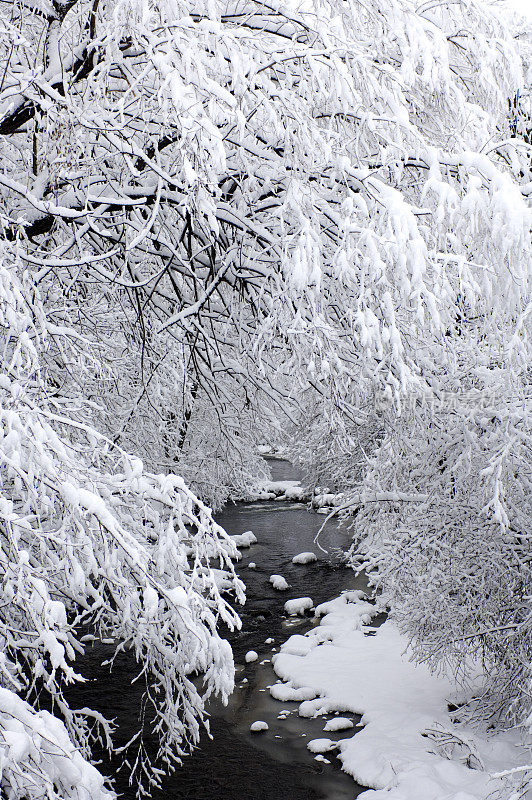 白雪覆盖着小溪和树木