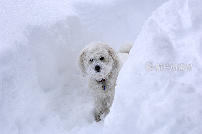 白雪中的小白狗