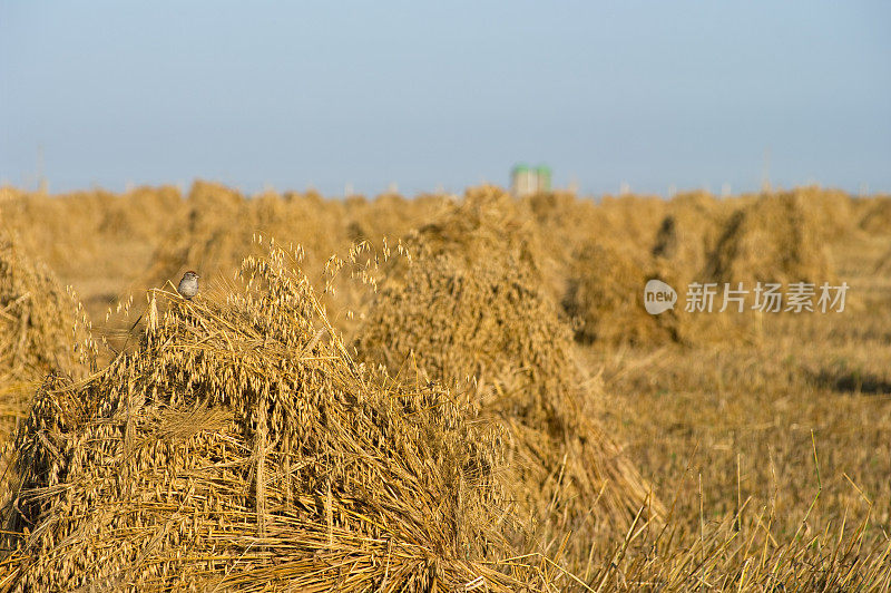 麦束上的鸟儿