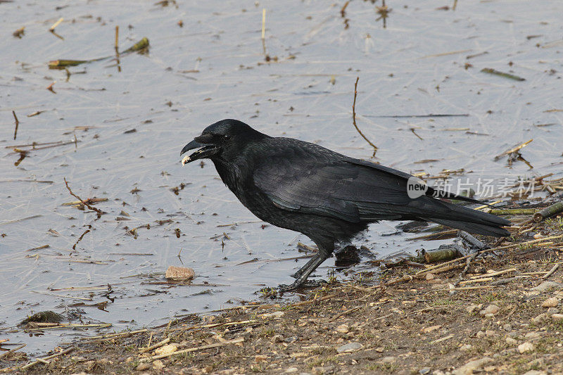 一只腐尸乌鸦在湖边舔湿面包