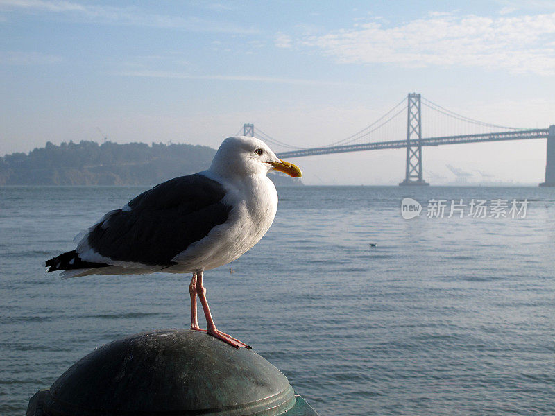 海鸥和海湾大桥
