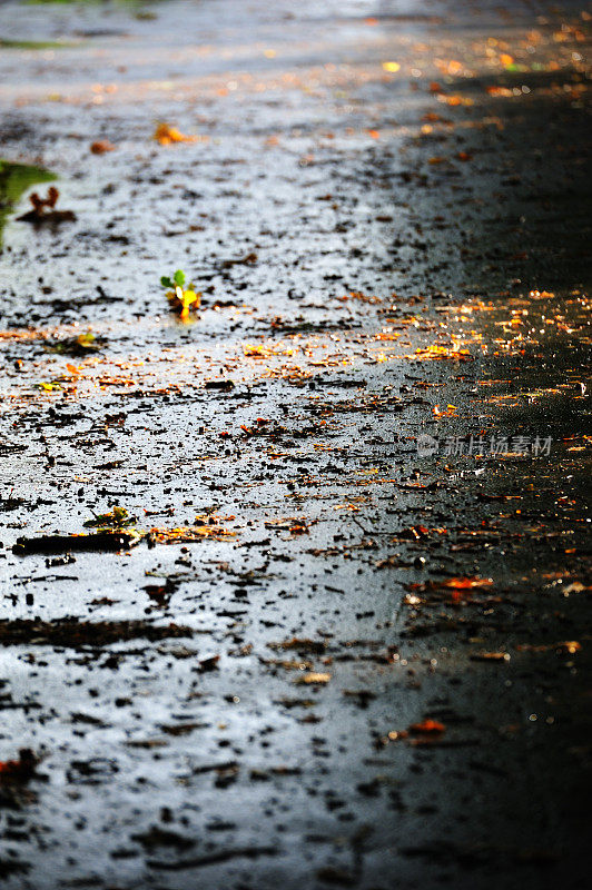 阳光下的雨水潮湿的秋叶覆盖着沥青路停车场