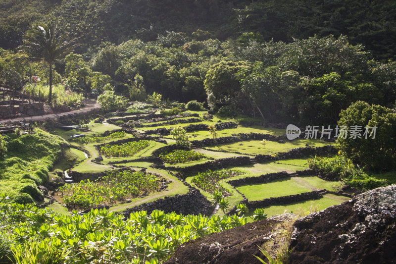 绿色梯田热带芋头农场，考艾岛，夏威夷