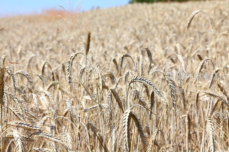 成熟的小麦、玉米、谷类植物和蓝天