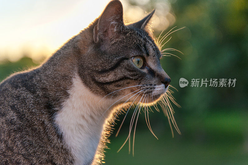 阳光下的猫的轮廓