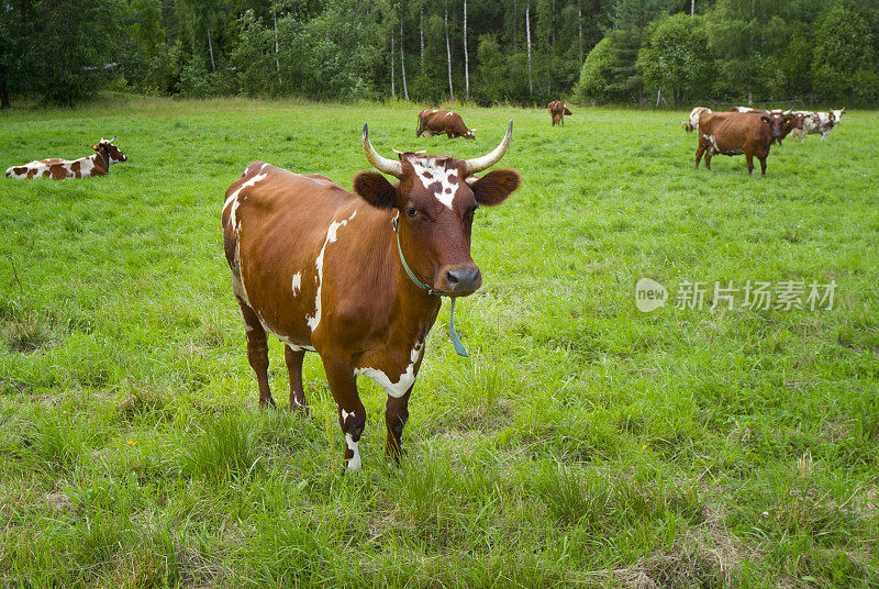 芬兰斯堪的那维亚，牧场上的奶牛