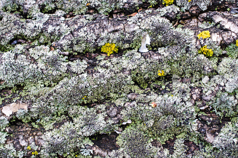 日志与Lichen…背景