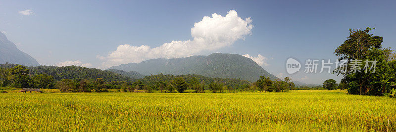 泰国北部的稻田。