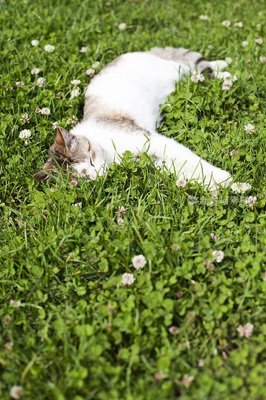 沉睡的猫