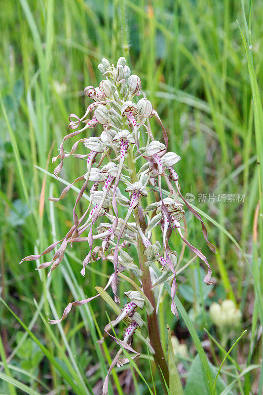 野生蜥蜴兰花