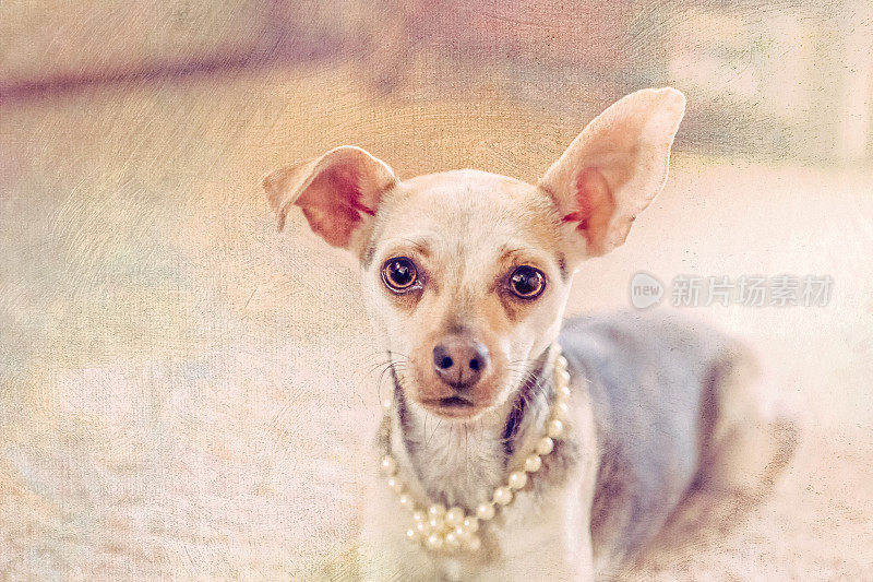 狗肖像-女吉娃娃戴珍珠项链