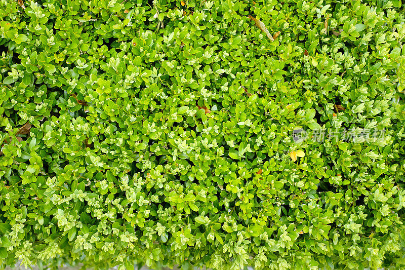 热带绿色树篱墙