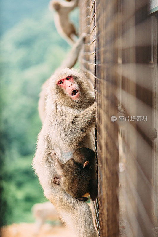 京都的日本猕猴