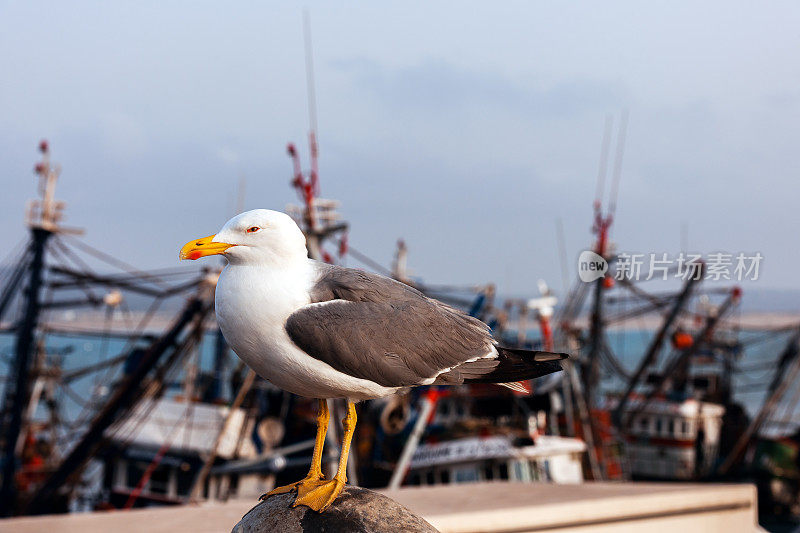 非洲摩洛哥，埃索维拉，渔船后渔网中的海鸥