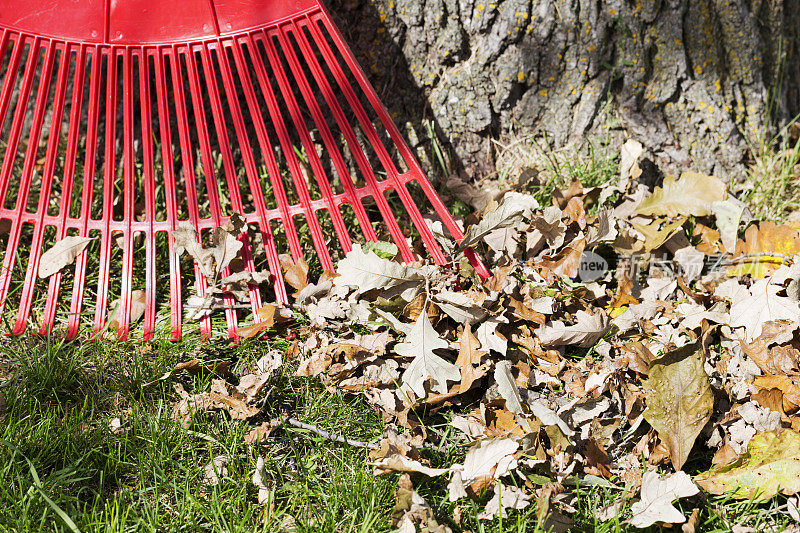 秋天的红塑料耙和落叶橡树叶