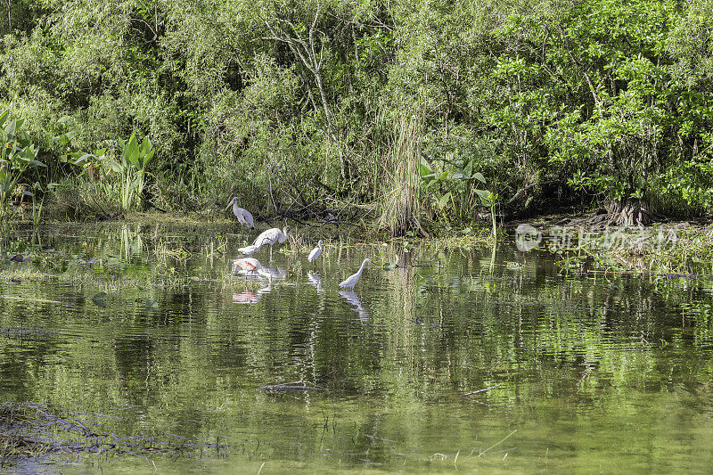 沼泽地沼泽与鸟类景观