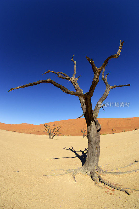 沙漠里美丽的风景