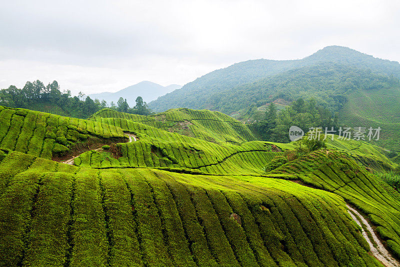 波浪如茶山