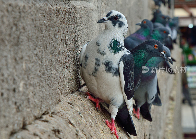 叶尼卡米清真寺墙上的鸽子