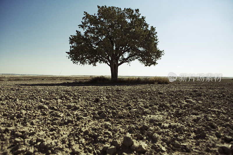 犁过的田里有棵孤独的树