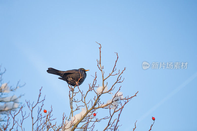 欧洲冬青树上常见的黑鸟