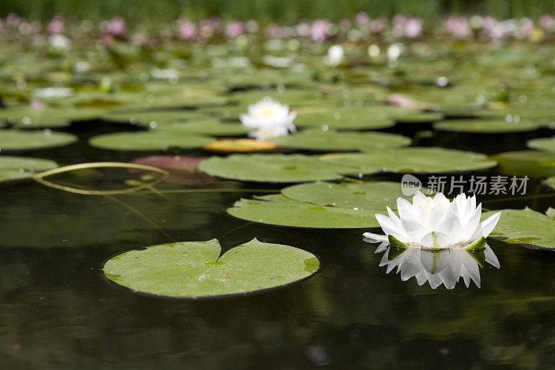 莲花池