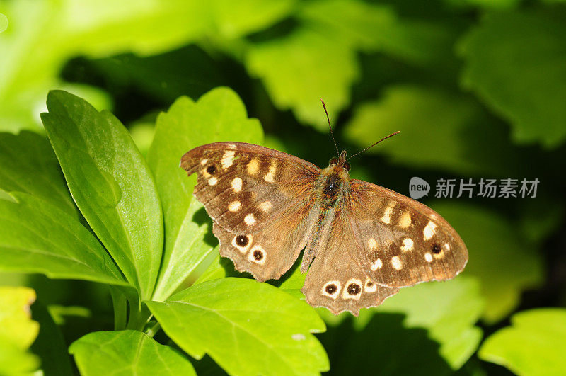 斑点木蝴蝶，英国