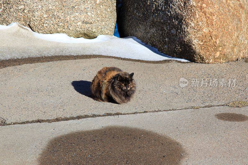 加拿大新斯科舍省索尼尔维尔码头的流浪猫