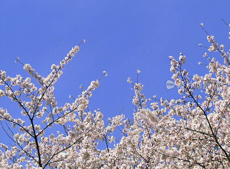 蓝色天空映衬着樱桃树