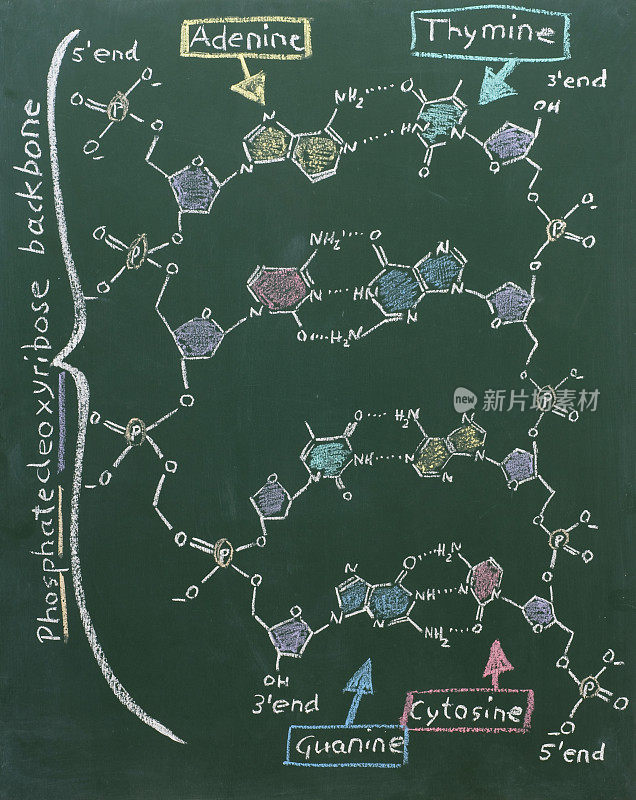 黑板上DNA的化学式