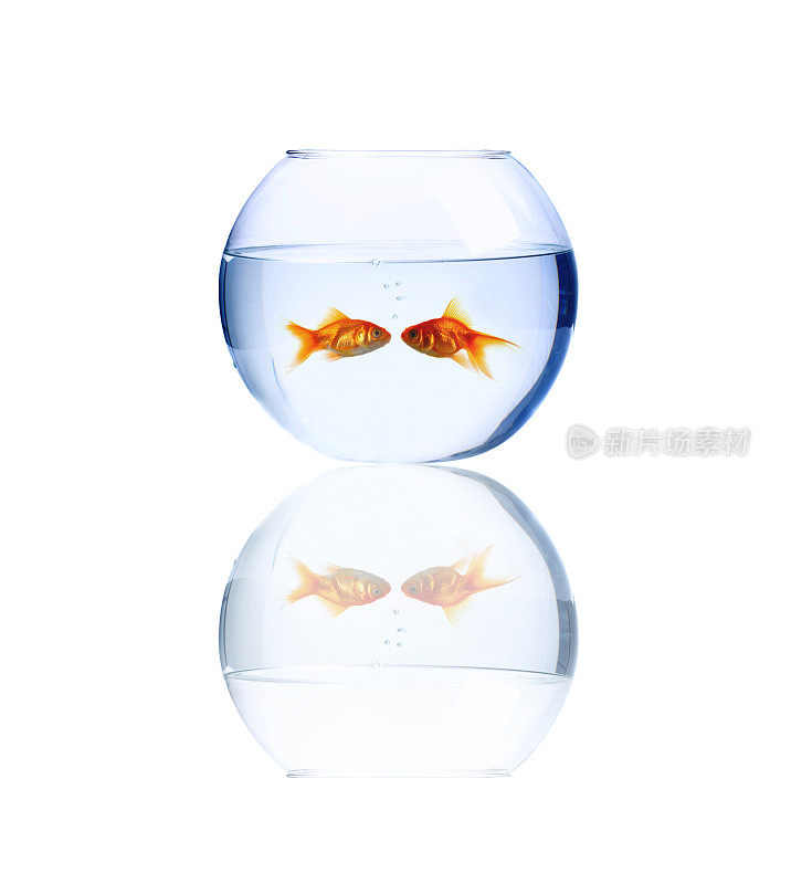 一个装有两条金鱼的鱼缸的特写