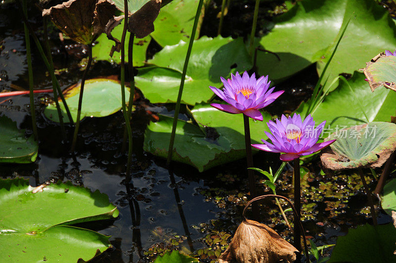 莲花，斯里兰卡。