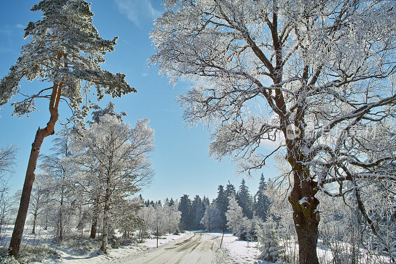 冬日的阳光和白雪覆盖的街道